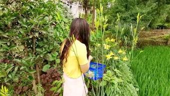 乡村小杨爆料视频大全,揭秘农村生活百态