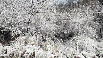 爆料下雪了的视频,下雪视频曝光，银装素裹美景如画”