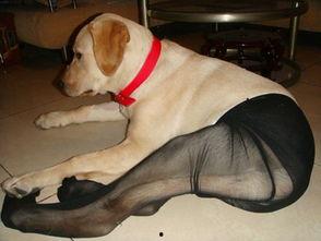 丝袜狗高清在线观看,高清视觉盛宴，揭秘神秘世界