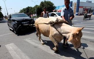 牛拉车视频,传统农耕文化的生动写照