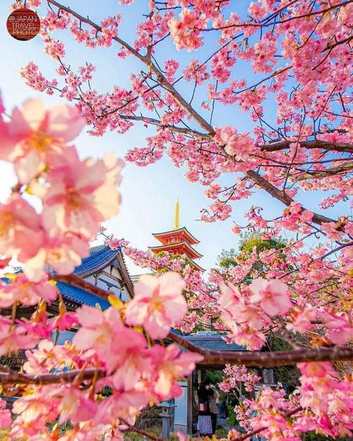 樱花谣 日本民歌,日本民歌樱花谣的浪漫诠释