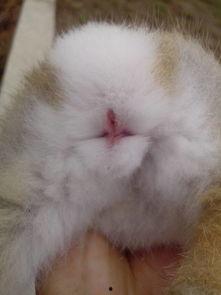 老公叫我兔兔,老公眼中的“兔兔”生活点滴