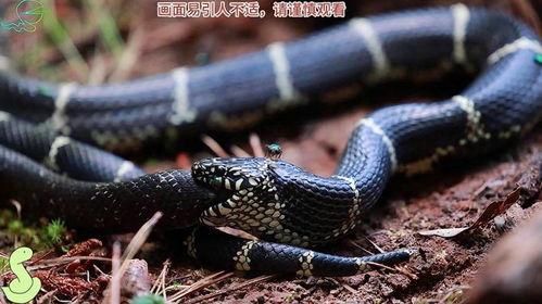 活吃蛇视频,活吃蛇现场直击，挑战人类极限的生存挑战