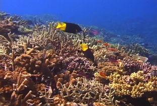 海底动物视频,揭秘海底动物的神秘世界