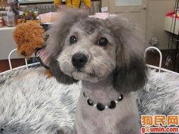 日本贵宾犬图片,优雅与智慧的完美结合